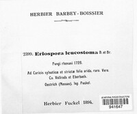 Eriospora leucostoma image